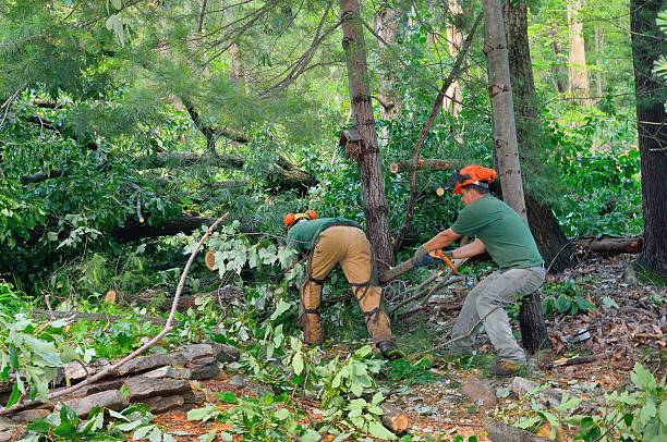 Best Arborist Consultation Services  in Black Diamond, WA