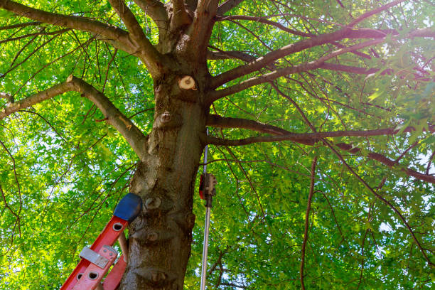 Best Storm Damage Tree Cleanup  in Black Diamond, WA